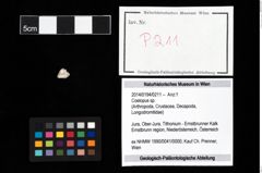 Foto (Objekt + Etikett) von Coelopus sp.  (NHMW-GEO-2014-0194-0211)